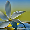 Gardenia Pure Love is Aloha