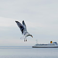 Giant Seagull Attacks Ferry
