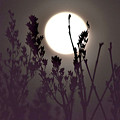 Harvest Moon Risin'